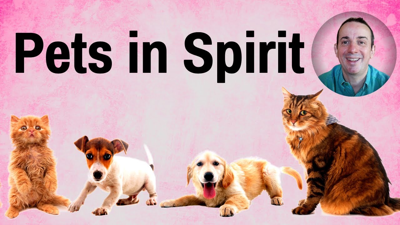 Animals in Spirit Will You Meet Your Pets in Spirit ? Can Animals