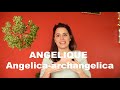 Lhuile essentielle danglique  angelica archangelica et olfaction