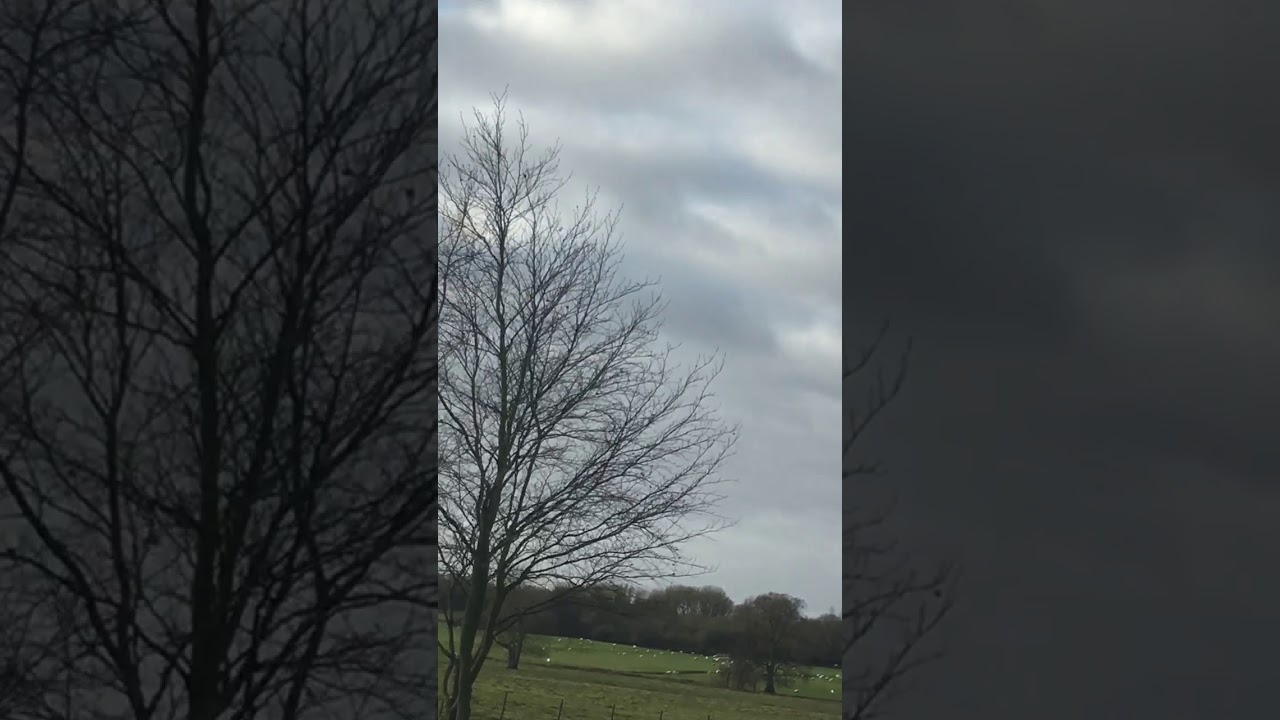 Kestrel gets its prey 