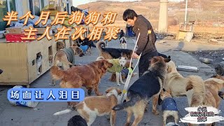 泪崩  140条流浪狗的主人出院回家狗狗蜂甬而至场面让人泪目   Dog rescue in China  20210311