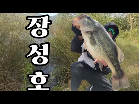 전라도 낚시투어 장성호 #bassfishing #배스낚시 #bass #배스 #バス釣り #장성호낚시 #장성호 #루어낚시