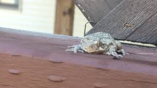 FROG BACK