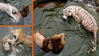 Why Isn’t The Tiger King Of Jungle - Lion Vs Tiger