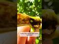 Termites eat living pepper plants! #termites #peppers #pests #garden #pepperguru