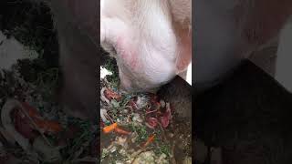 what is in the trough? was ist im trog? pig is eating slop #asmr #kitchenwaste #countryside #haram