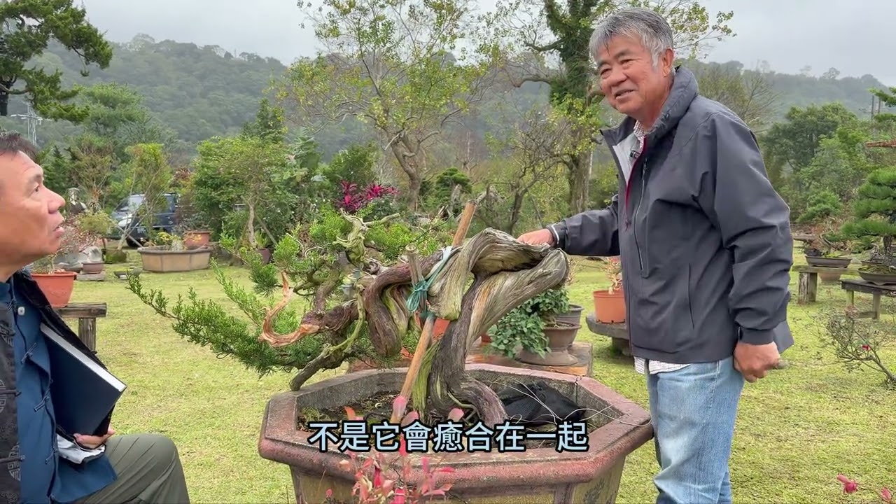 李明財大師收藏           傳承百年真柏的永續創作   #李明財老師專訪EP02#林慶祥盆景藝術創作教學#Bonsai