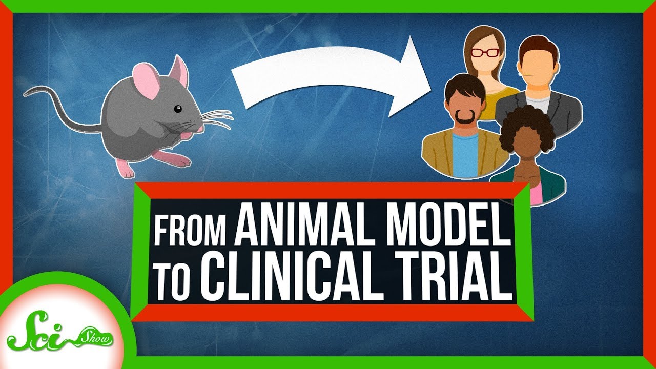 How We Go from Animal Model to Clinical Trial - YouTube