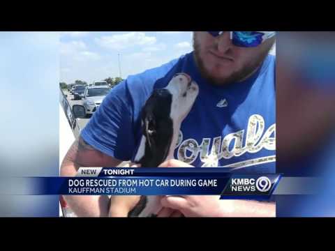 Videó: Royals rajongók mellszobor kiskutya ki a forró autó Kauffman stadionban