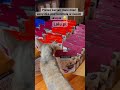 Bo według Prezesa Lucjana, kontrola to najwyższa forma zaufania 😅 #devonrex #kot #cat #smaczki