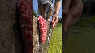 Make sure to CRUSH this eggs! #shorts