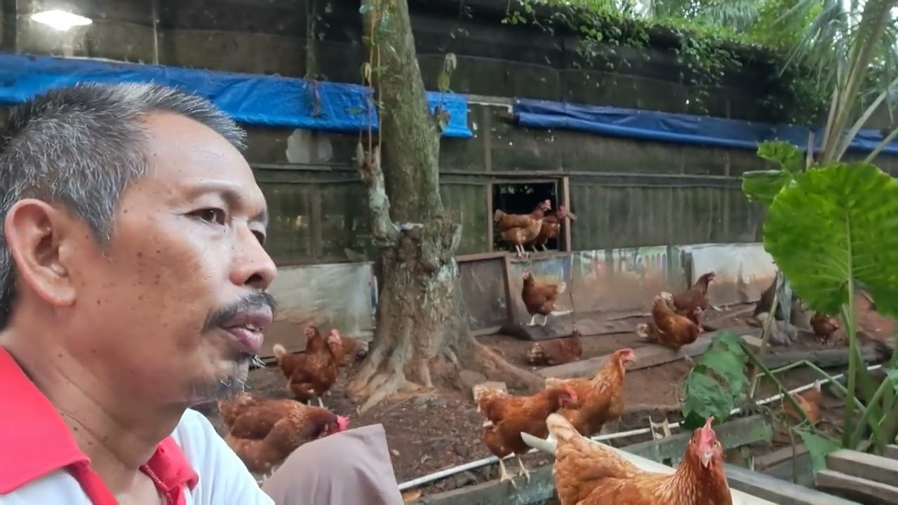 Kondisi Ayam Petelur Usia 14 Bulan Sistem Umbaran.@junaidi3953