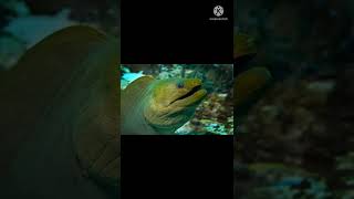 5 AMAZING FACTS ABOUT MORAY EELS # youtubeshorts