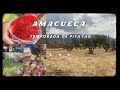 Video de Amacueca
