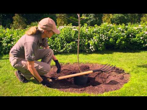 Video: Göra En Planteringssäng Med Trådnät