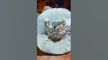 RARE fossil crab 🦀 3 MILLION years old #fossils #nature #crab #shorts #rocks #fossilhunting