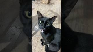 #cat #gateiraporamor #viral #gatos #petsfofinhos #shorts #catlife