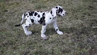 Gentle Giant | 8w old, male Great Dane Puppy by Euro Puppy 100 views 1 month ago 25 seconds