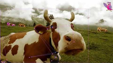 tracking cows in meadow