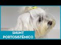 Perrita de un año con Shunt Portosistémico 🐩