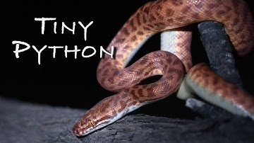 Childrens Pythons - Tiny Pythons In the Wild
