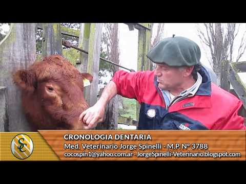 Video: Dentaria