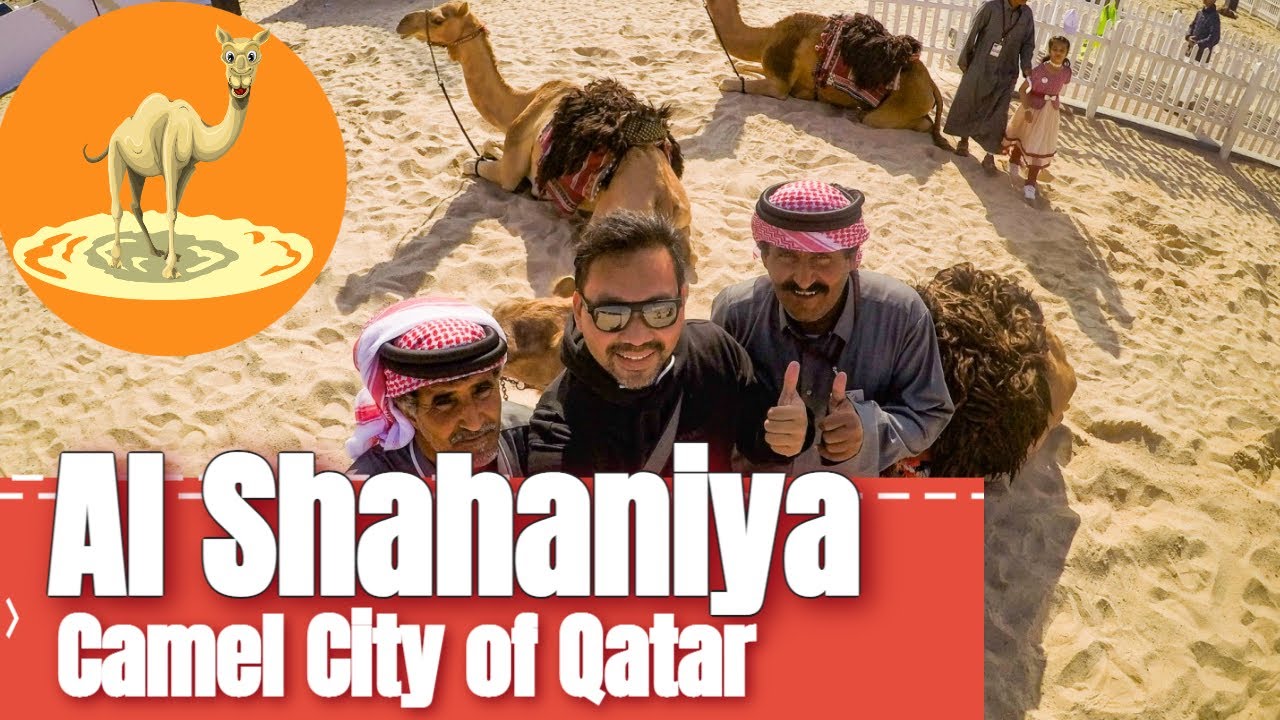 Al Shahaniya Camel City of Qatar
