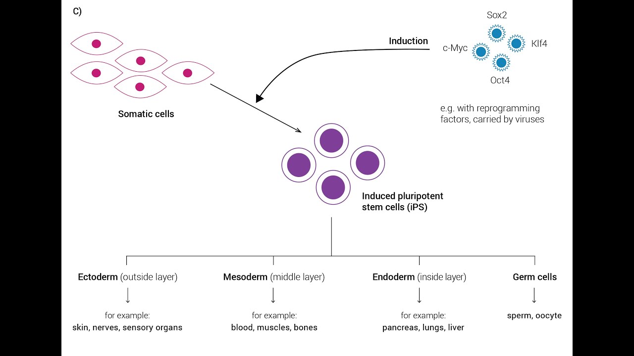 Type of Induction in embryogenesis Induction signal pathway; Diffusable ...
