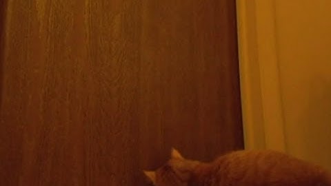 Cute cat alarm clock goes viral