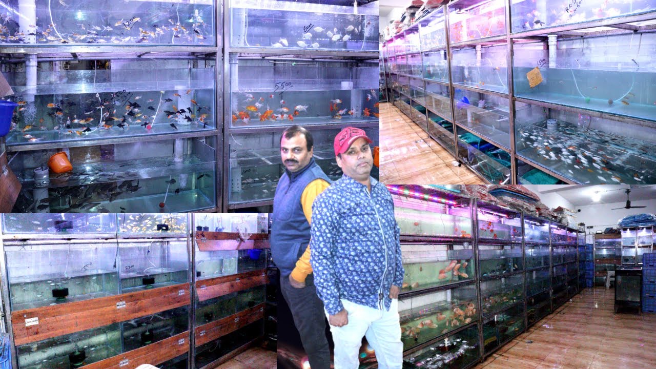 Aquarium Fish Collection at Wholesale Pet Store in Delhi Wholesale