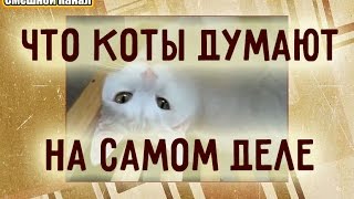 Что коты думают на самом деле!? Что коты думают на самом деле!?