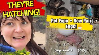 Aviary Update: Auckland Pet Expo + New Eggs, Chicks & Pairs! 🐣