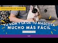 Dremel 7300 Pet Grooming | ¿Por qué los dueños de pet lo recomiendan?