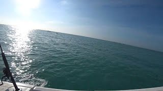 BALD EAGLE Catches Mullet!!! LIVE on Twitch.tv!