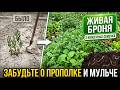 СОЛОМА И ОПИЛКИ — В МУСОРКУ! 2 растения дадут живую мульчу навсегда #советыдачникам #дача #сад