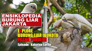 SEPASANG KAKATUA GOFFIN LIAR DI JAKARTA, GIMANA CERITANYA BURUNG ASLI MALUKU SAMPAI DI HUTAN IBUKOTA