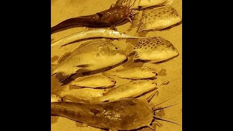 Cách Câu Cá Chẽm | Dân Chơi Đi Câu