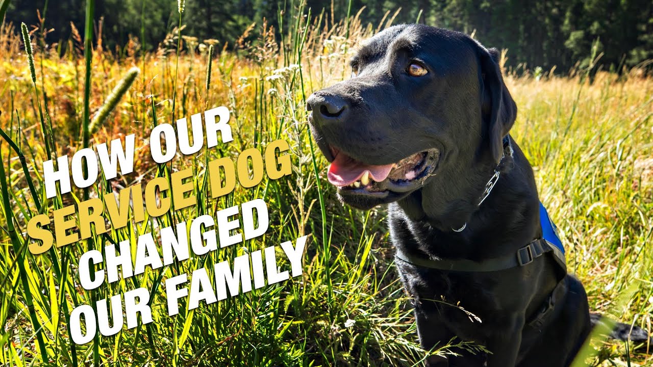 HOW OUR SERVICE DOG CHANGED OUR FAMILY YouTube how-our-service-dog-changed-our-family-youtube
