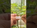 4/20ミニトマトの支柱の取付　固定はビニタイで8の字　花が動かないと受粉して実が大きくならないので