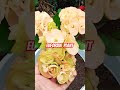 best summer palnt jo bhut kam care me chlta hh #shortvideo #ytshort #floweringplant #gardening