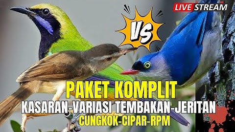JURI MASTERAN IDAMAN!! CUNGKOK KUNTI SAMBUNG TEMBAKAN PELATUK SAMPIT - JERITAN KINOI DAN PIJANTUNG