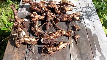 Золотой корень. Родиола розовая