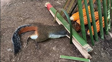 Build a simple squirrel trap and use wheat as its food.