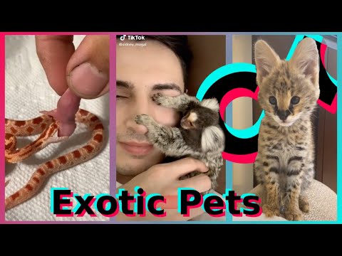 exotic pets