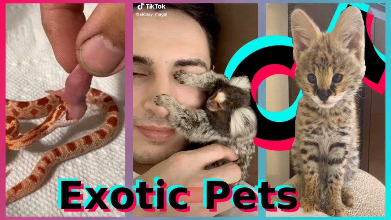 Exotic Pets TikTok Compilation (Part 1)