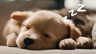 Dog Music  Relaxing Music for Dogs with Anxiety  Separation Anxiety Relief Music  Calm Your Dog