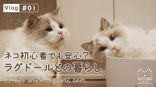 【vlog #01】ネコ初心者でも一緒に暮らしやすいラグドールと生活