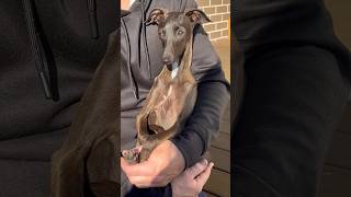 Just leave me be! #italiangreyhound #dog #funny