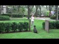 Rescue dog learns to stay in yard Rescue dog learns to stay in yard