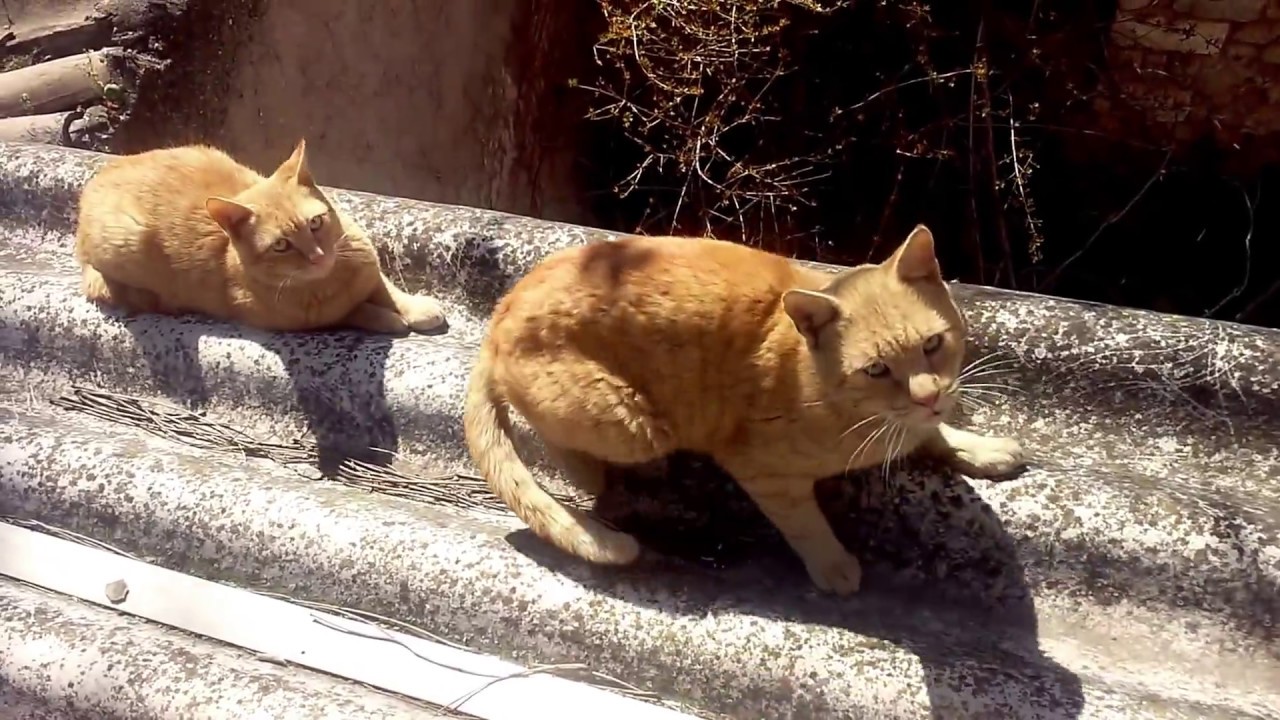 THESE CATS ARE LIKE LIONS... ONLY SMALLER!!! YouTube