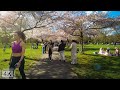 Springtime Walk in Battersea Park &amp; Battersea 🌸 London Cherry Blossom 🌸[4K]